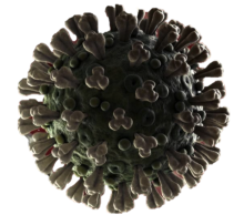 coronavirus